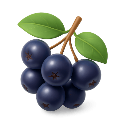 Icon of Aronia Berries