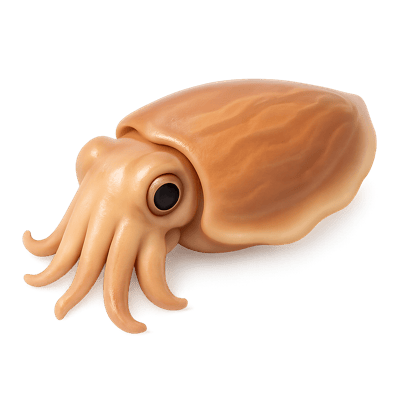 Icon of Cuttlefish
